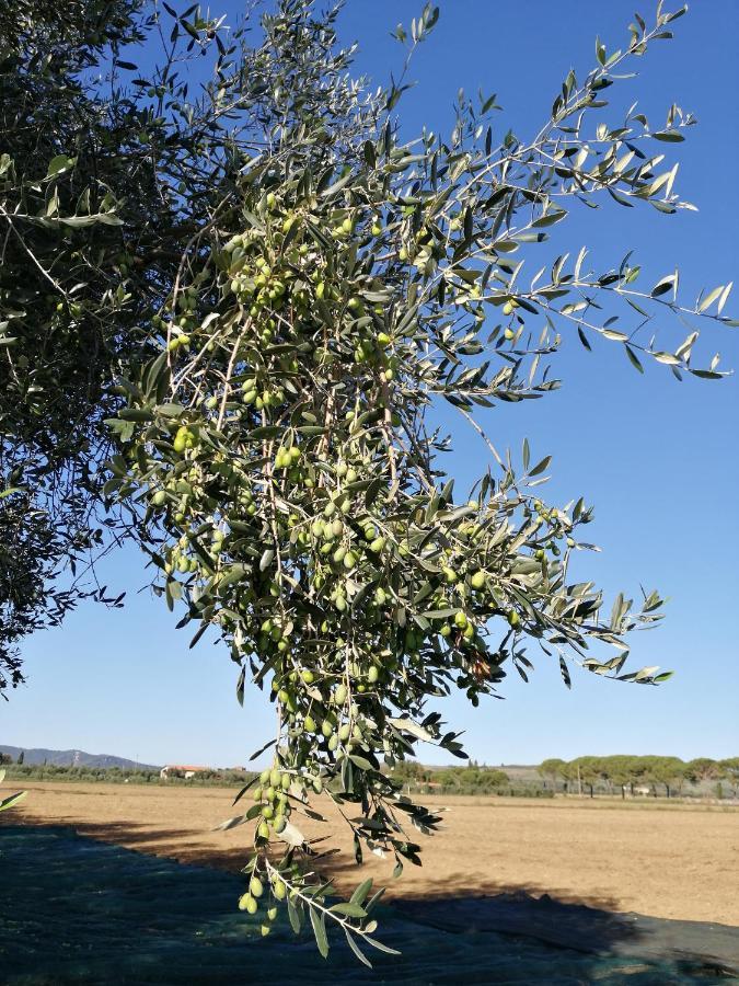 Il Podere Di Sole Рокастрада Екстериор снимка